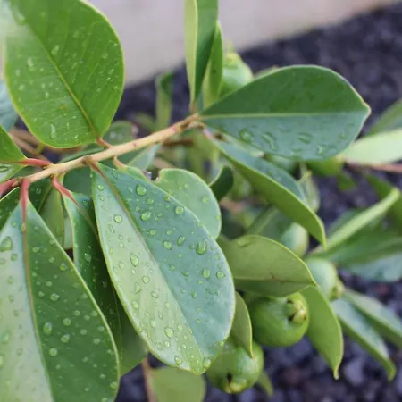 Feriehus Casa Marias Horta (Azores)