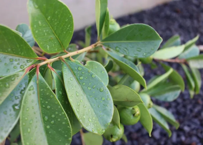 Hébergement de vacances Casa Marias Horta (Azores)